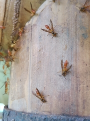 Agelaia centralis image