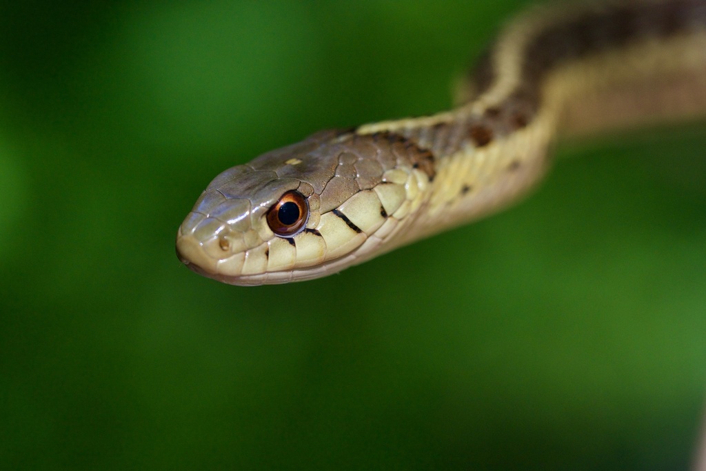 Arkansas teacher, students reproduce endangered snake species in class
