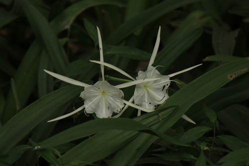 Godfrey's spiderlily (Hymenocallis godfreyi)