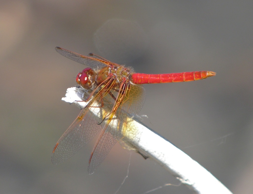 Cardinal Meadowhawk (Dragonflies and Damselflies of San Mateo County ...