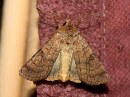 Six-striped Rustic