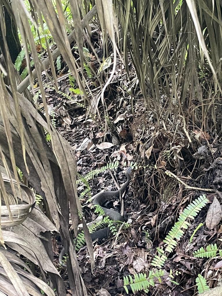 Florida Cottonmouth From Geneva, FL, US On August 19, 2022 At 12:41 PM ...