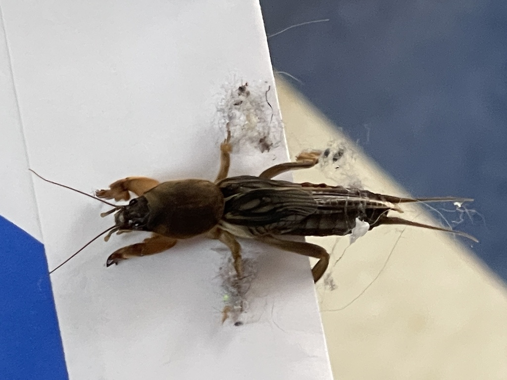 Northern Mole Cricket from N Branch Rd, Benton Harbor, MI, US on August ...