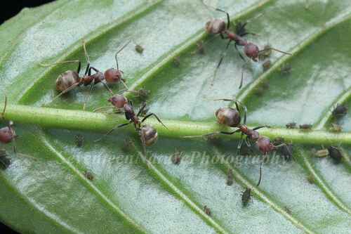 凹头臭蚁Dolichoderus incisus