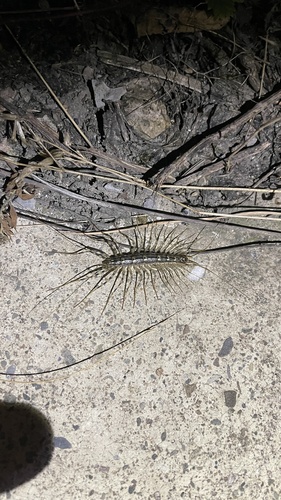 Japanese House Centipede
