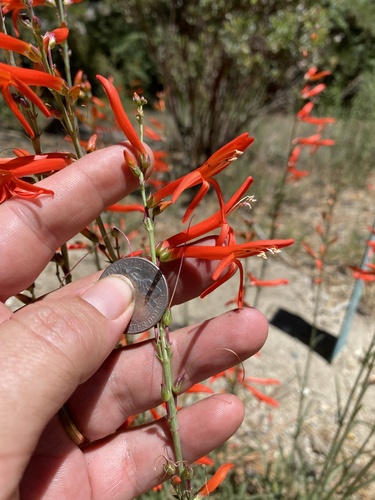 iNaturalist observation photo of San Gabriel beardtongue