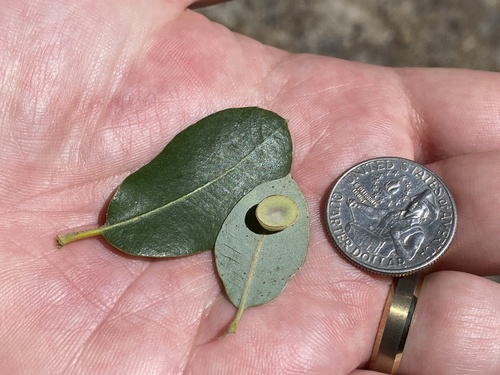 iNaturalist observation photo of Bowl Gall Wasp