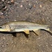 Northern Pikeminnow - Photo (c) prickly_sculpin, all rights reserved, uploaded by prickly_sculpin