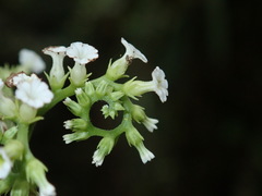 Image of Tournefortia hartwegiana