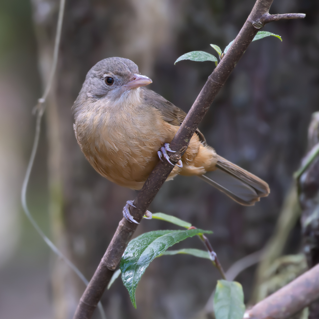 Little Shrikethrush photo