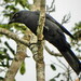 South Melanesian Cuckooshrike - Photo (c) Ben Caledonia, all rights reserved, uploaded by Ben Caledonia