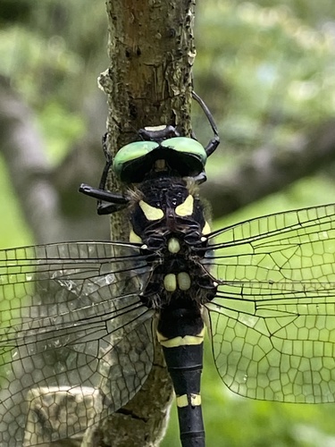 Jumbo Dragonfly