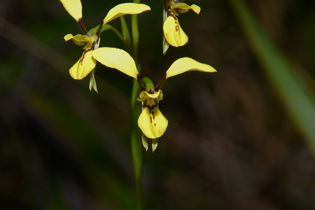 Diuris Praecox In August 2022 By Archie Brennan · Inaturalist