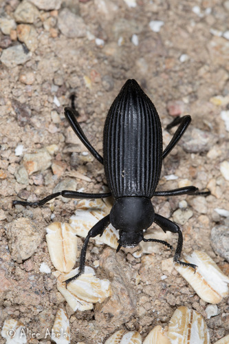 Rough-lipped Darkling Beetle