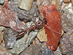 Odontomachus chelifer image