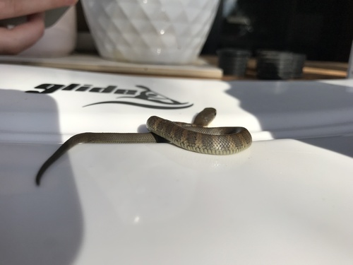 Tiger Snake sighting