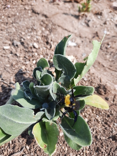 Bumble Bees