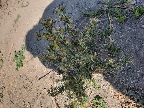 spiny cocklebur