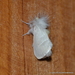 White Flannel Moth - Photo (c) Juan Carlos Garcia Morales, all rights reserved, uploaded by Juan Carlos Garcia Morales