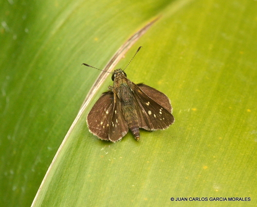 Toltec Roadside-Skipper
