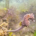 Observation photo