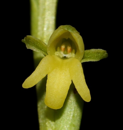 Peristylus spiralis