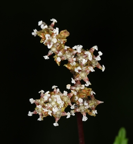 Pilea wightii