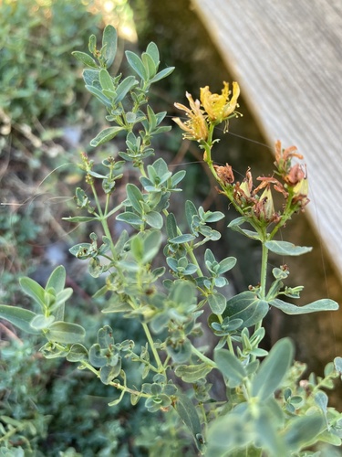 iNaturalist observation photo of Common St. John's Wort