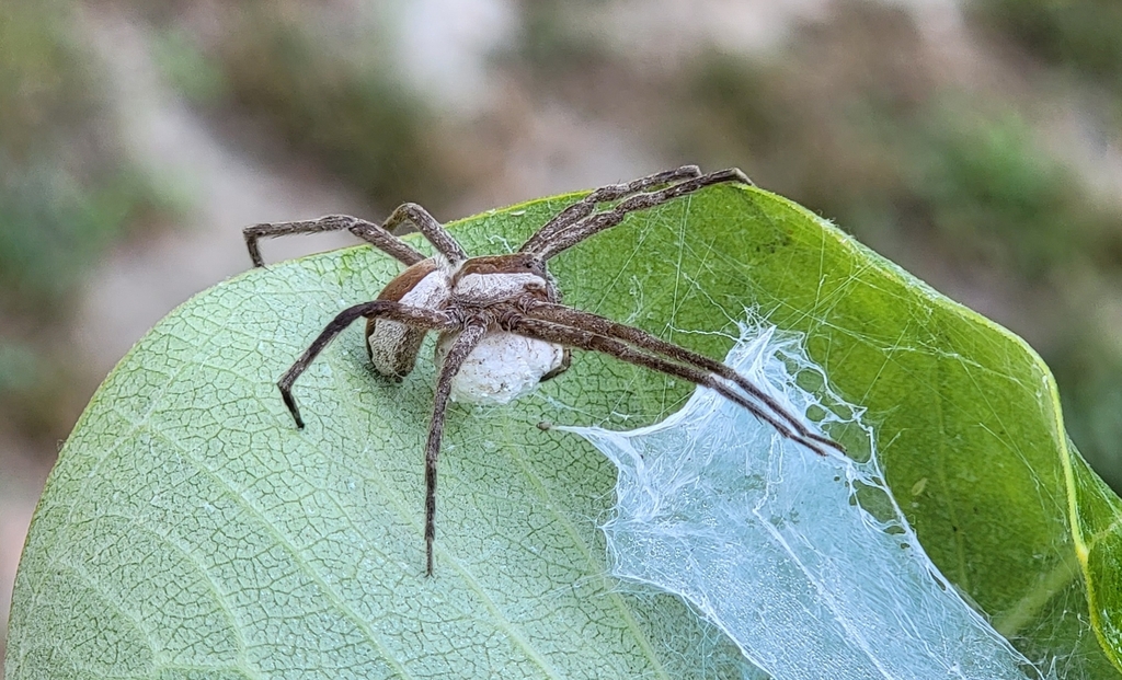 American Nursery Web Spider From Toronto ON M3C 3L7 Canada On August   Large 