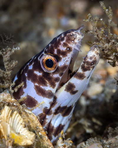 Spotted Moray