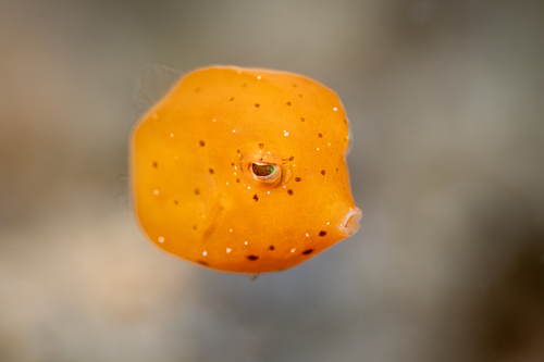 Honeycomb Cowfish