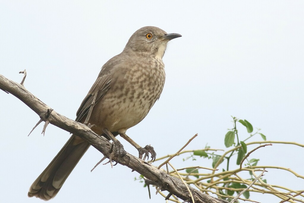 Bendire's Thrasher photo