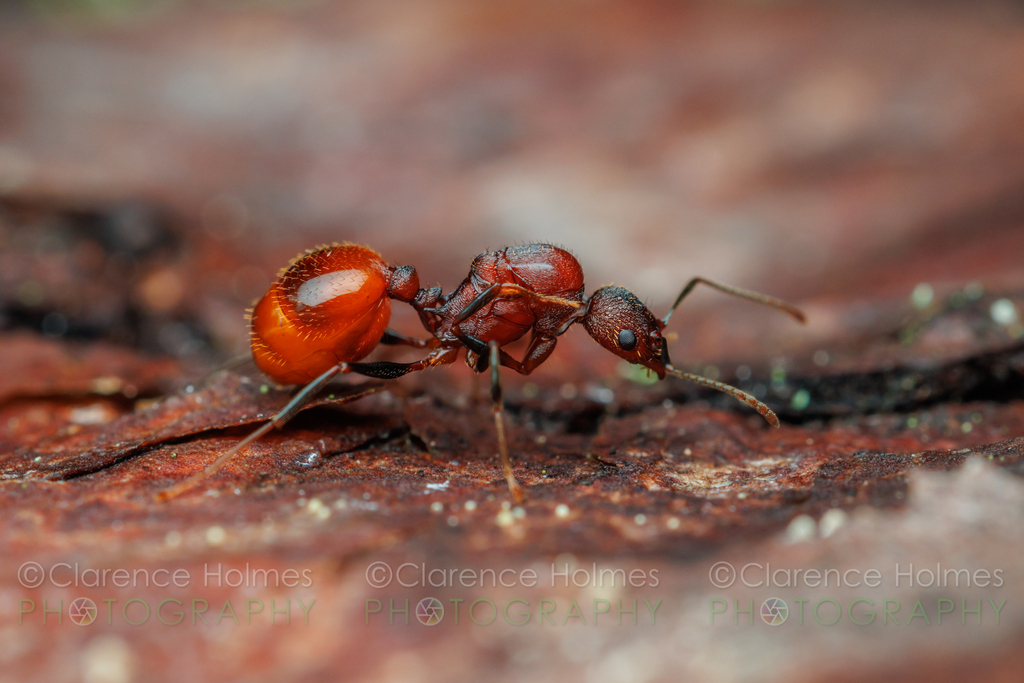 Notched Collared Ant from Deep Creek, Great Smoky Mountains National ...