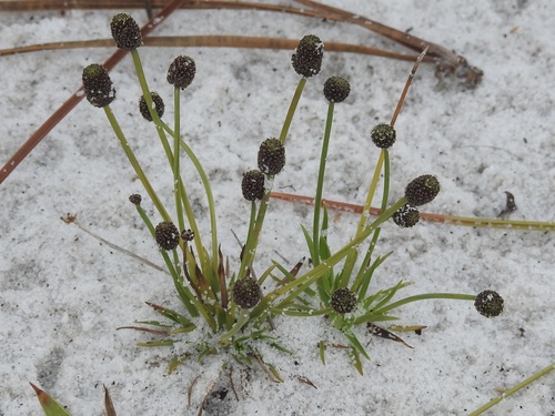 Engler's bogbutton (Lachnocaulon engleri)