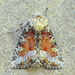 Bridgham's Brocade Moth - Photo (c) Michael King, all rights reserved, uploaded by Michael King