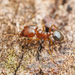 Thick-horned Big-headed Ant - Photo (c) Clarence Holmes, all rights reserved, uploaded by Clarence Holmes