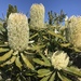 Wallum Banksia - Photo (c) bryophyte_forest, all rights reserved, uploaded by bryophyte_forest