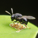巨胸小蜂科 - Photo 由 Clarence Holmes 所上傳的 (c) Clarence Holmes，保留所有權利