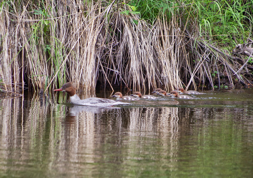 Common Merganser
