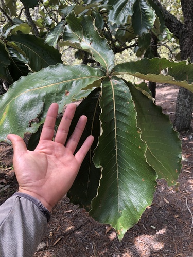 Quercus resinosa