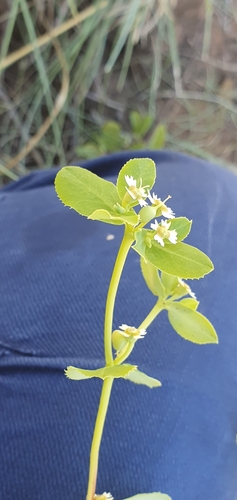 Euphorbia kimberleyensis