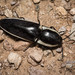 Apache Click Beetle - Photo (c) Michael Jacobi, all rights reserved, uploaded by Michael Jacobi