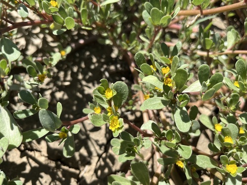 Common Purslane
