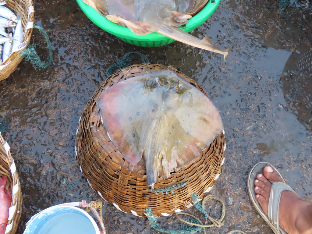 Indian Ocean Blue-spotted Maskray from 21,22 Kasimedu fishing harbour ...