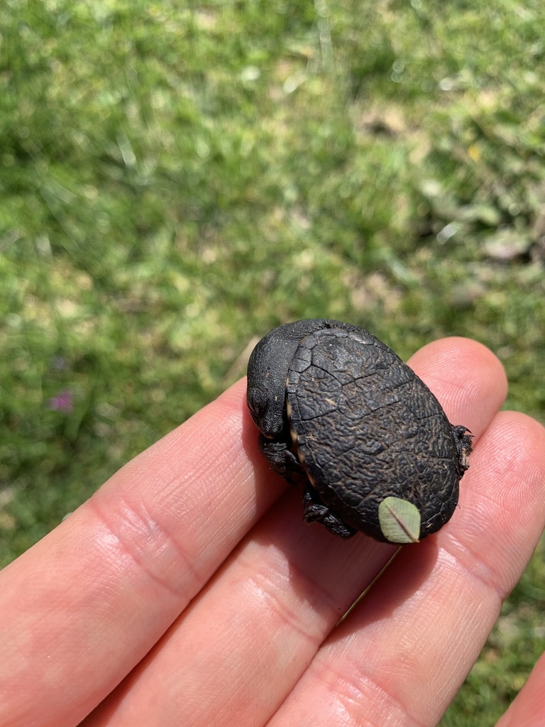 Southwestern snake-necked turtle in August 2022 by Jason Miller ...