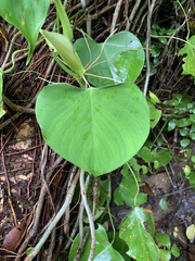 Image of Philodendron microstictum