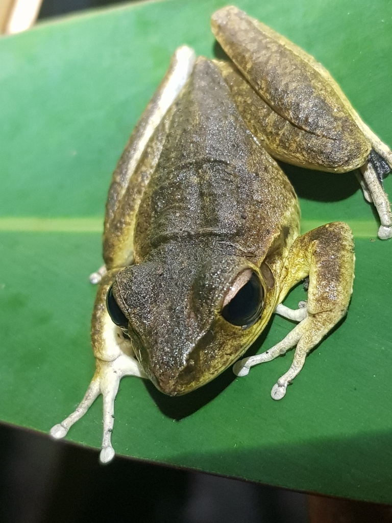 Jungguy Frog in August 2022 by BrettFindsFrogs · iNaturalist