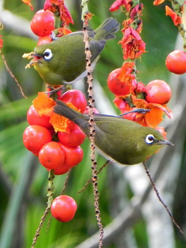 Green-backed White-eye photo