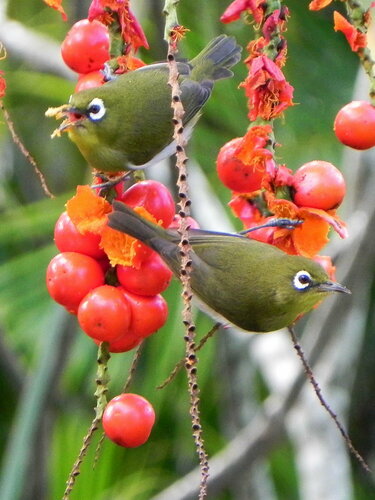 Green-backed White-eye