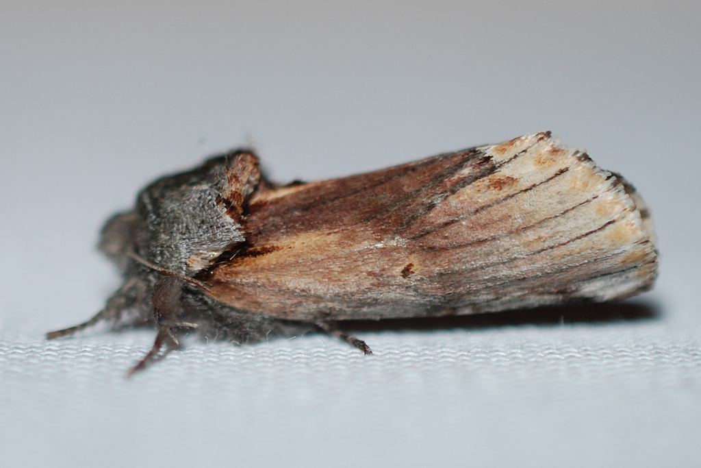 Red-humped caterpillar